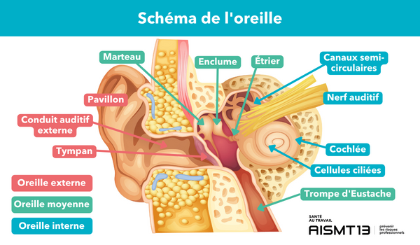 AISMT13 Schéma de l'oreille