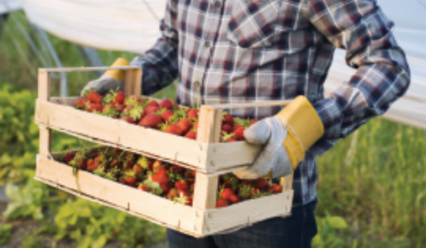 Salaries saisonniers AISMT13 Homme qui porte une cagette de fraises pour illustrer les salariés saisonniers
