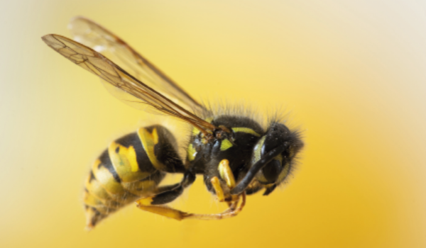 hymenopteres sur fond jaune